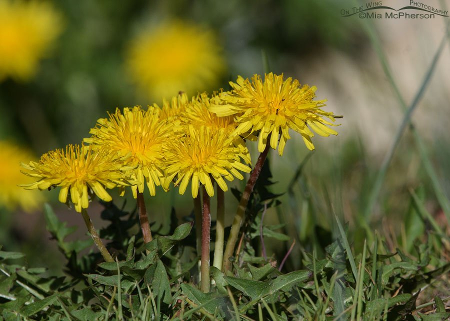 Clump of blooming Common Dandelions, Wasatch Mountains, Morgan County, Utah