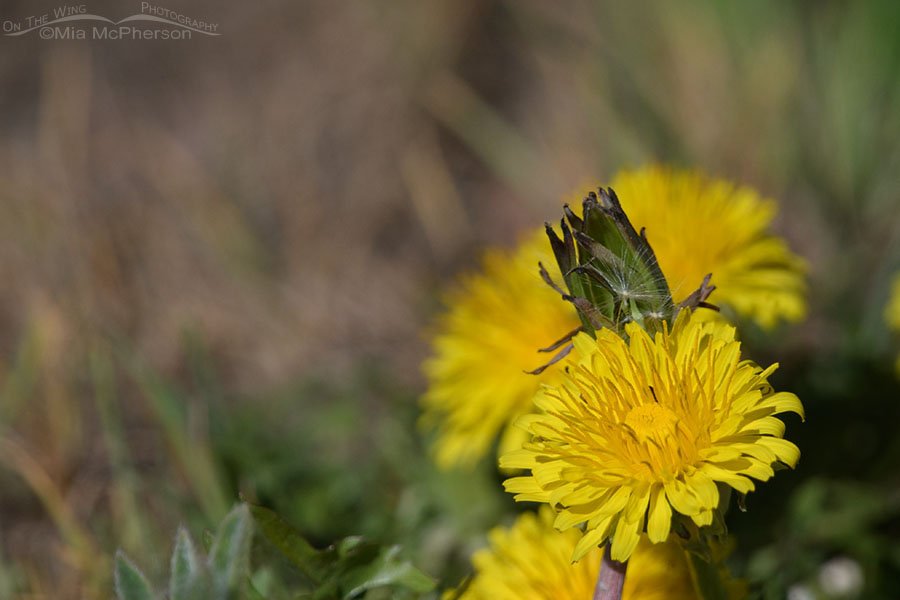 Common Dandelion close up, Wasatch Mountains, Morgan County, Utah