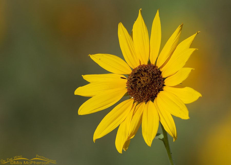 Common Sunflower blossom at Bear River MBR, Box Elder County, Utah