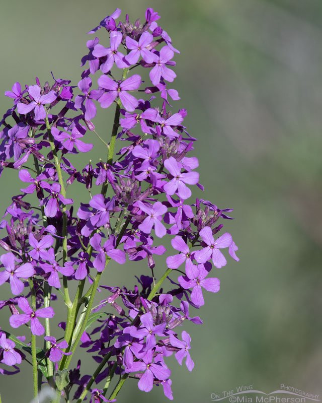 Close up of Dame's Rocket growing in the wild, Wasatch Mountains, Summit County, Utah