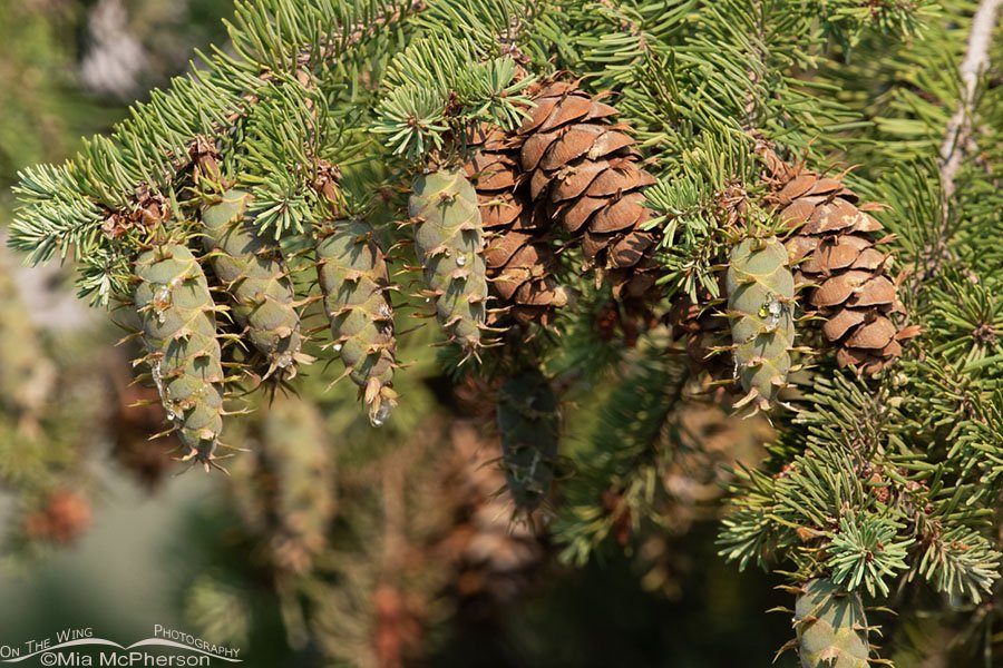 Douglas Fir cones in August, West Desert, Tooele County, Utah