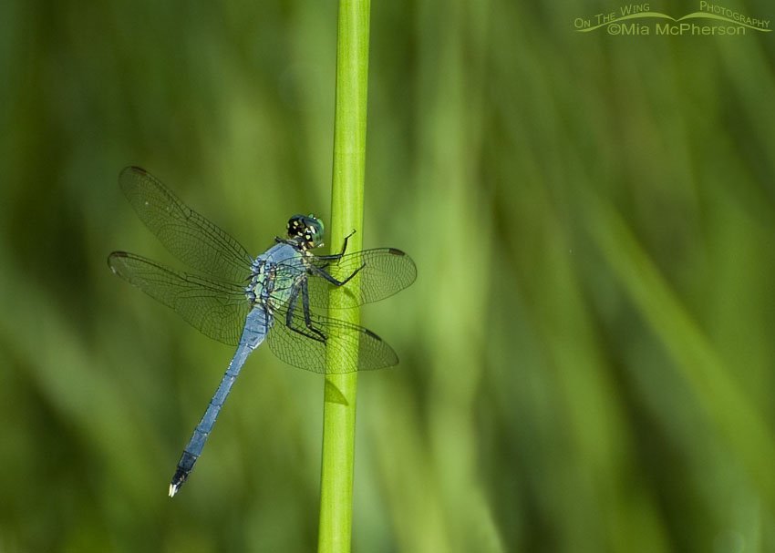 Eastern Pondhawk dragonfly male in a Florida wetland, Roosevelt Wetland, Pinellas County, Florida