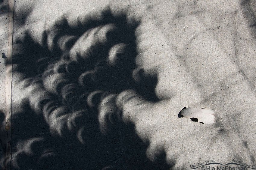 Eclipse Crescents on the ground, Salt Lake County, Utah