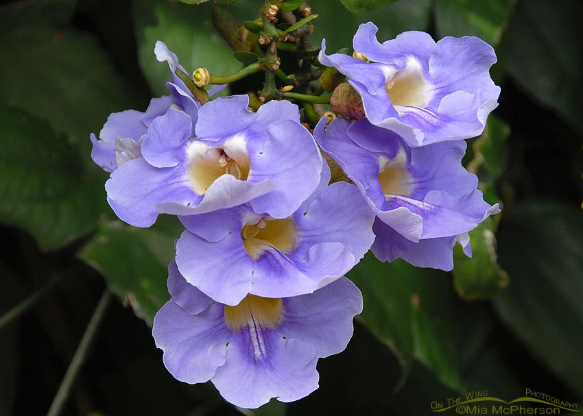 Empress Tree blossoms in New Zealand, Auckland
