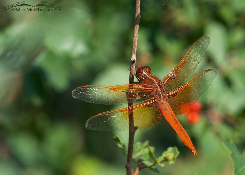 Male Flame Skimmer dragonfly in northern Utah, Box Elder County