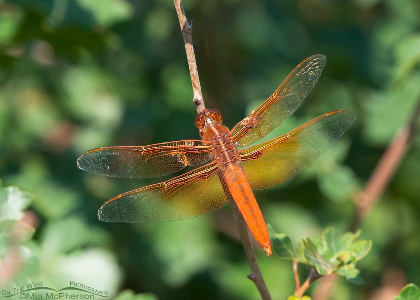 Back view of Flame Skimmer dragonfly male, Box Elder County, Utah