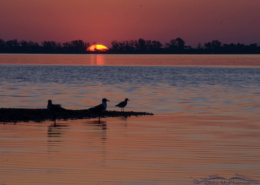 Sunrise with birds at Fort De Soto County Park, Pinellas County, Florida