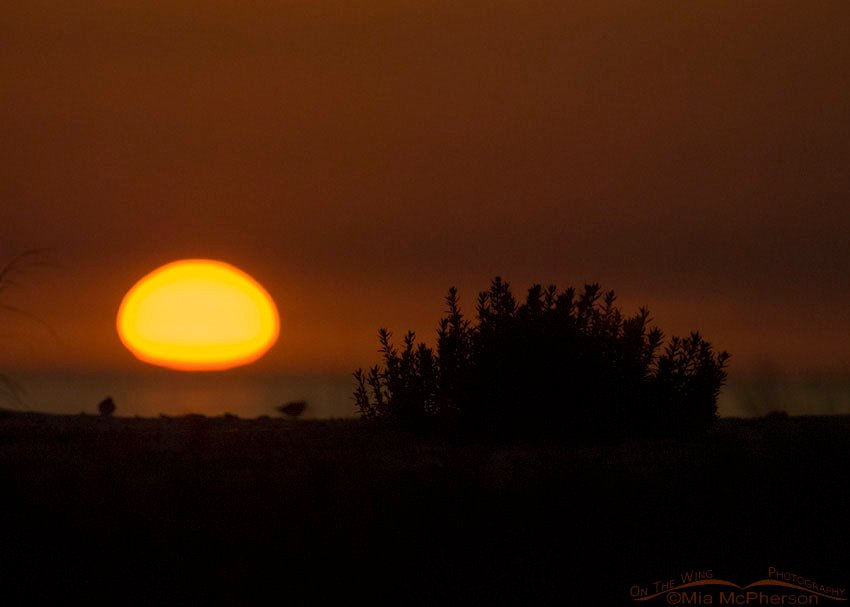 Sunset with birds at Fort De Soto County Park, Pinellas County, Florida