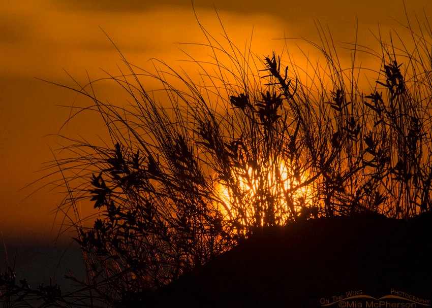 Sunset through grasses at Fort De Soto County Park, Pinellas County, Florida