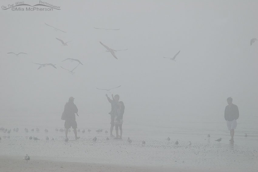People and birds in the fog on the beach at Fort De Soto County Park, Pinellas County, Florida