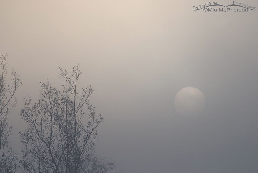 The sun was trying to break through the fog, Fort De Soto County Park, Pinellas County, Florida