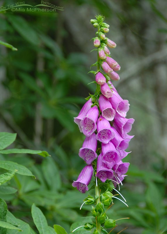 Blooming Foxglove in Dunedin, New Zealand