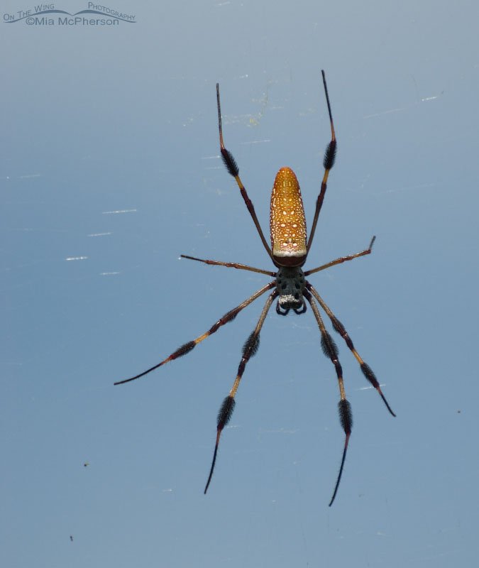 Female Golden Silk Spider against a blue sky, Fort De Soto County Park, Pinellas County, Florida