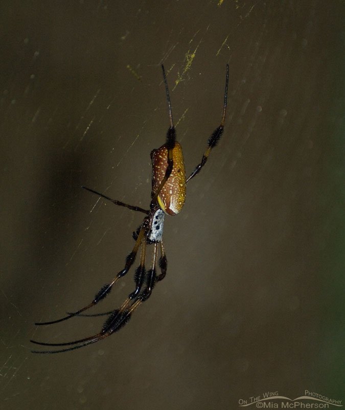Golden Silk Spider and a dark background, Sawgrass Lake Park, Pinellas County, Florida