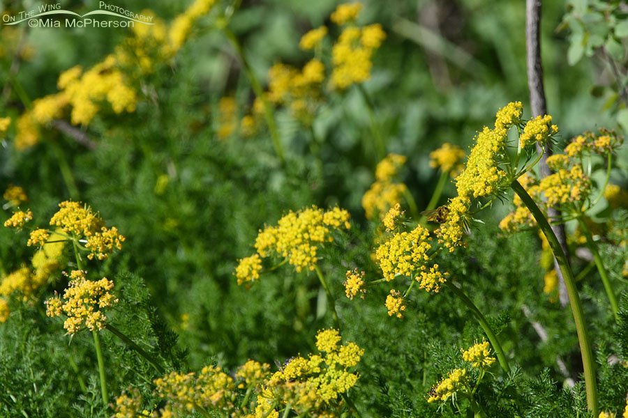 Gray's Biscuitroot blooming in a mountain canyon, West Desert, Tooele County, Utah