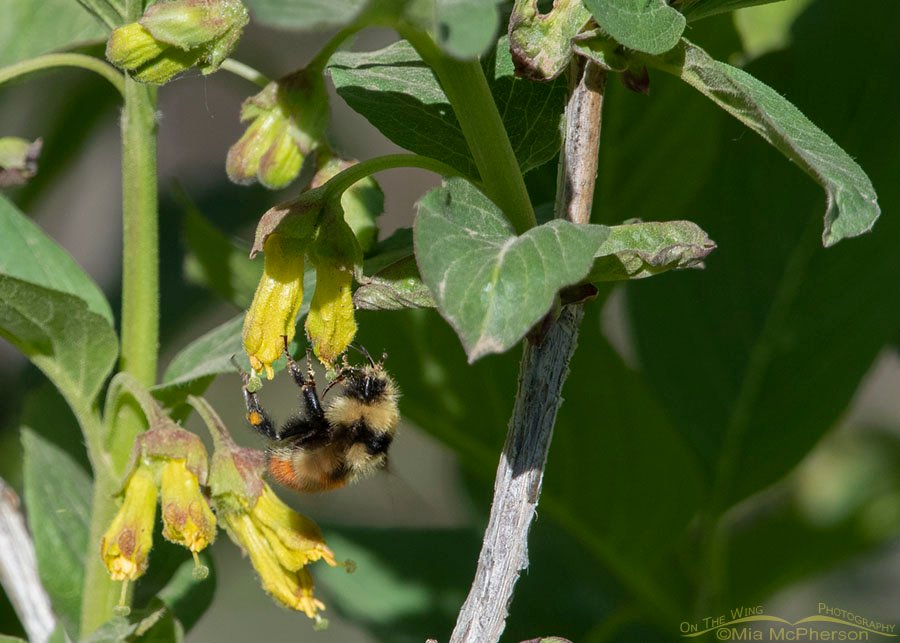 Great Basin Bumble Bee and Black Twinberry Honeysuckle, Wasatch Mountains, Morgan County, Utah