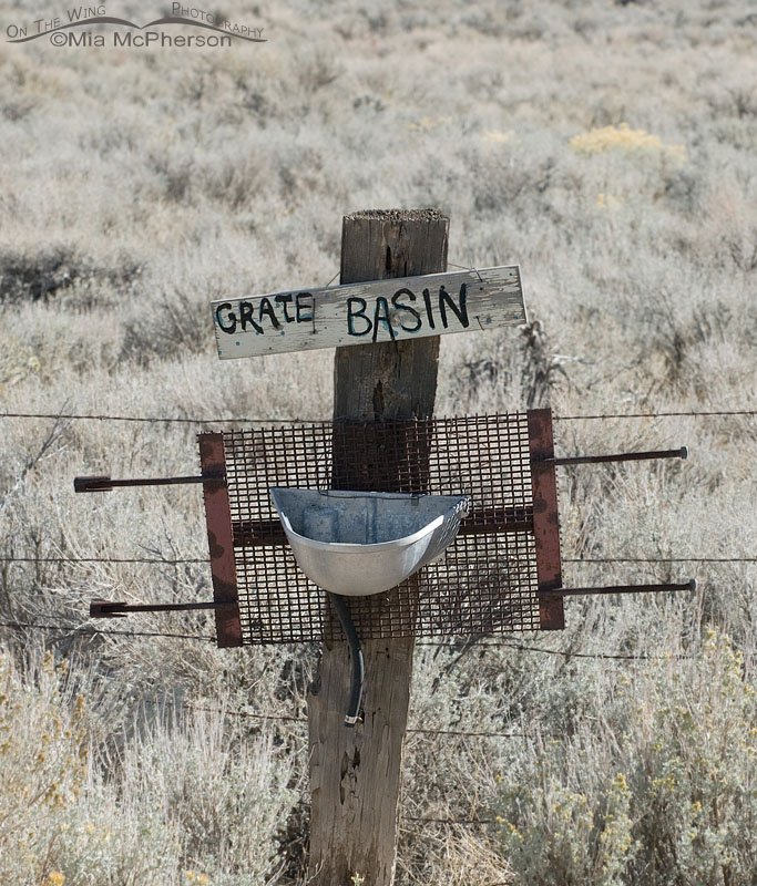 Grate Basin, Great Basin National Park, White Pine County, Nevada