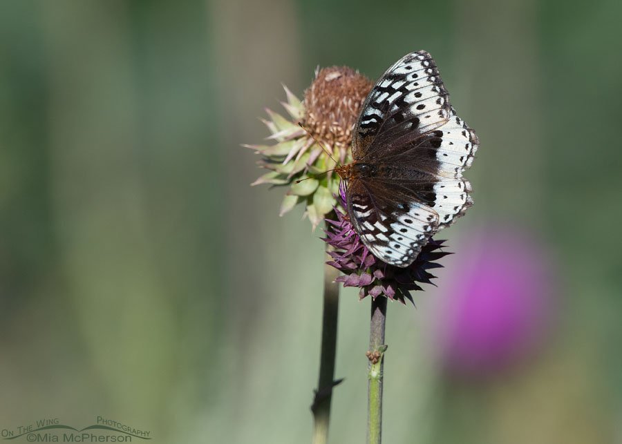 Nectaring female Great Spangled Fritillary butterfly, Wasatch Mountains, Morgan County, Utah
