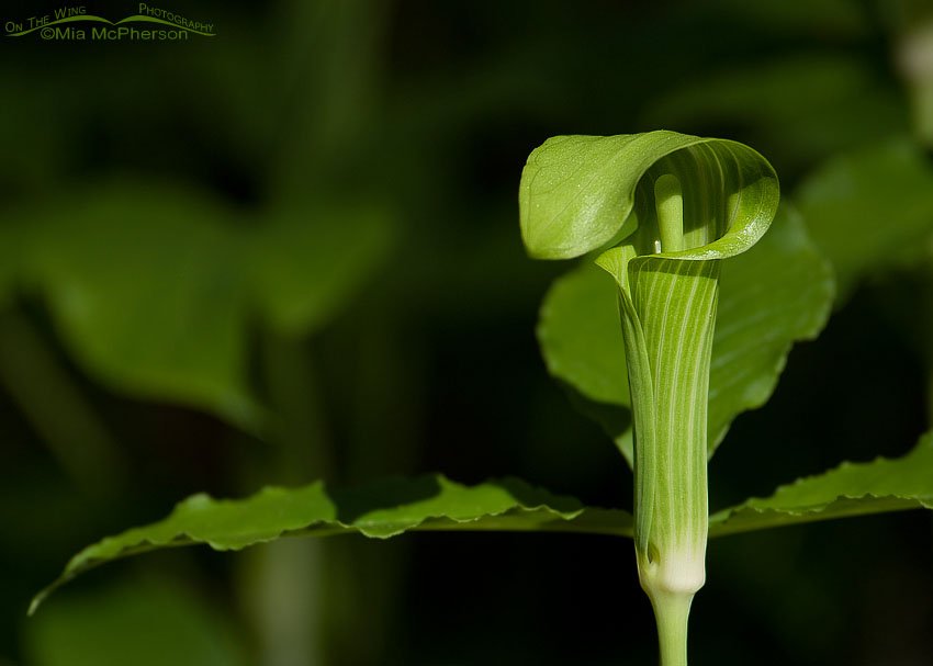 Green Dragon in Hillsborough County, Florida, Wilderness Park