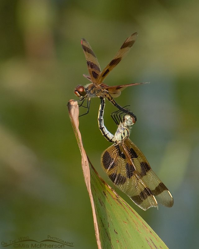 Mating Halloween Pennants, Roosevelt Wetland, Pinellas County, Florida