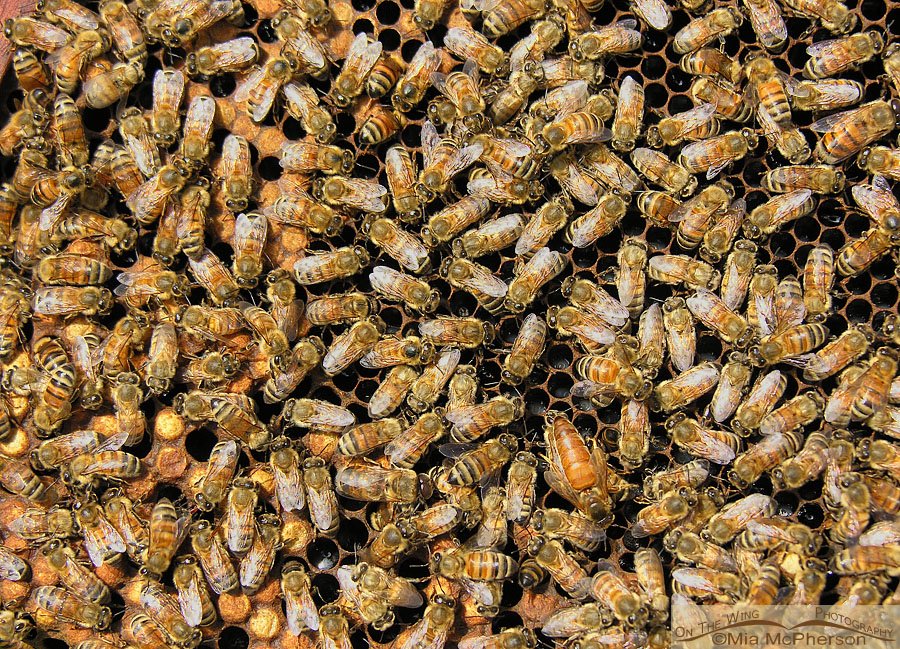 Honey Bees at a hive with their Queen, Hillsborough County, Florida