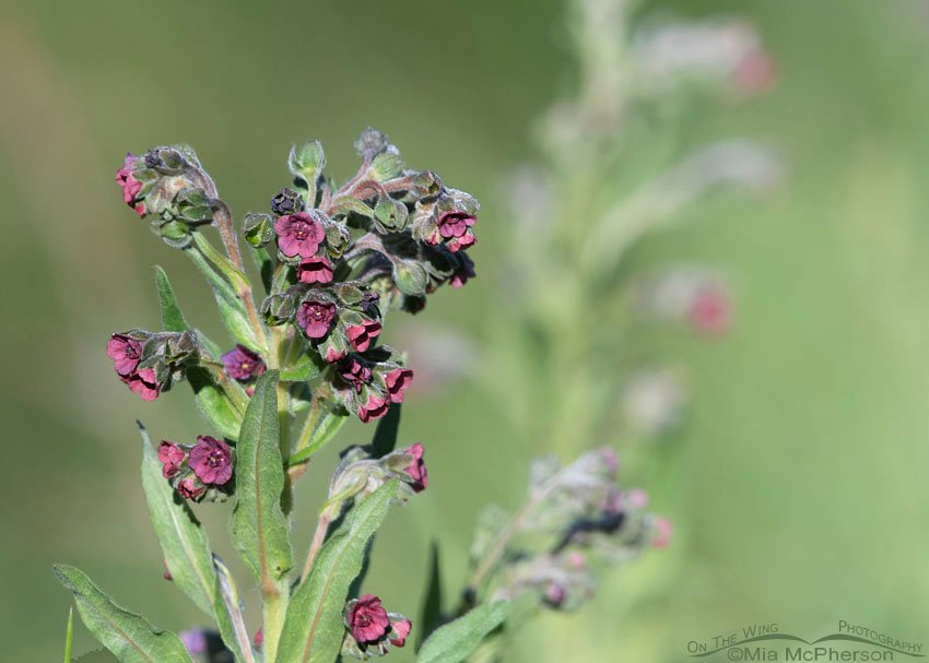 Hound's Tongue - Introduced Wildflower, Wasatch Mountains, Summit County, Utah