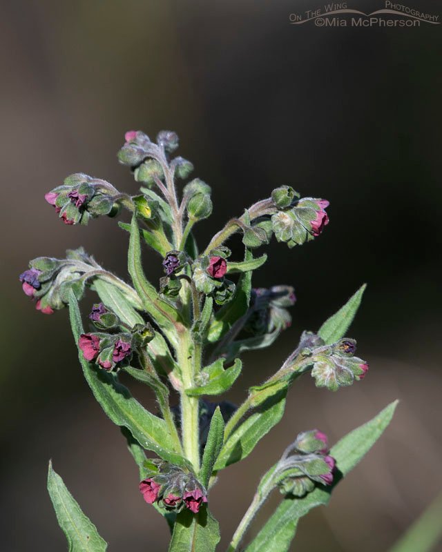 Blooming Hound's Tongue - Cynoglossum officinale, Wasatch Mountains, Summit County, Utah