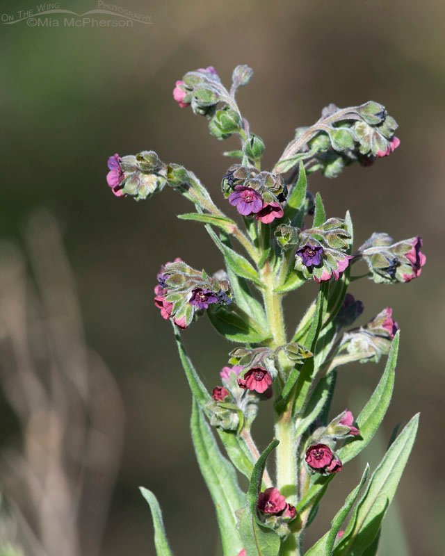 Cynoglossum officinale - Hound's Tongue, Wasatch Mountains, Summit County, Utah
