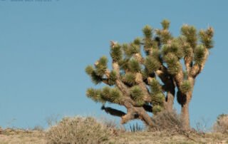 Joshua Tree on a hill