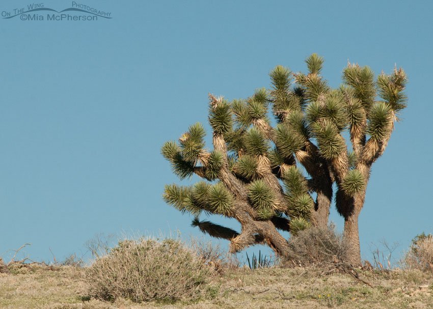 Joshua Tree on a hill, Washington County, Utah