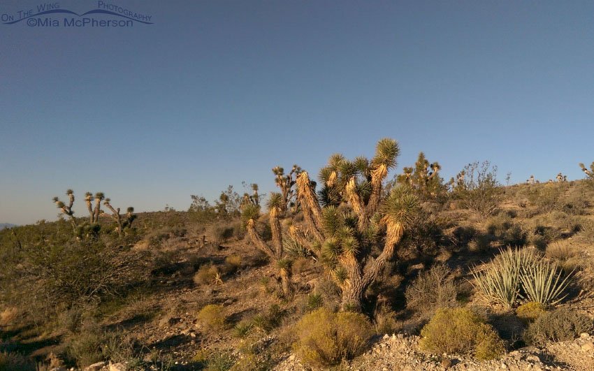 Morning sun on Joshua Trees, Washington County, Utah