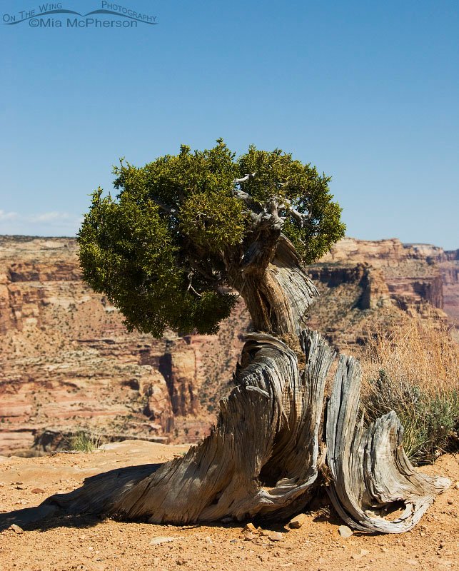 Old Utah Juniper, The Wedge, Emery County, Utah