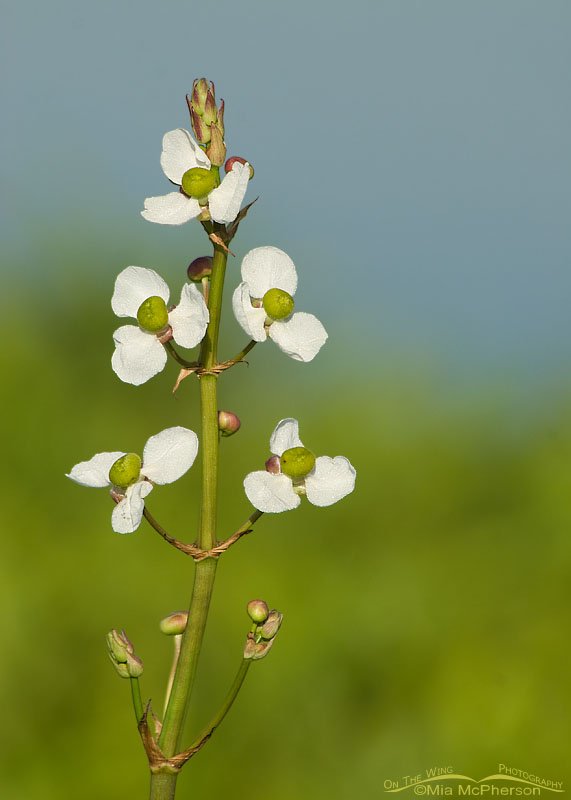 Lance-leaf Arrowhead in bloom, Roosevelt Wetland, Pinellas County, Florida