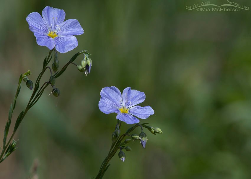Lewis's Flax in shade, Wasatch Mountains, Summit County, Utah
