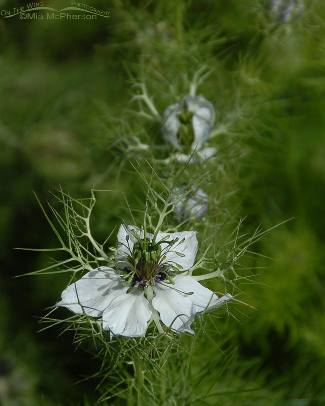 Love-in-a-mist, Christchurch, New Zealand