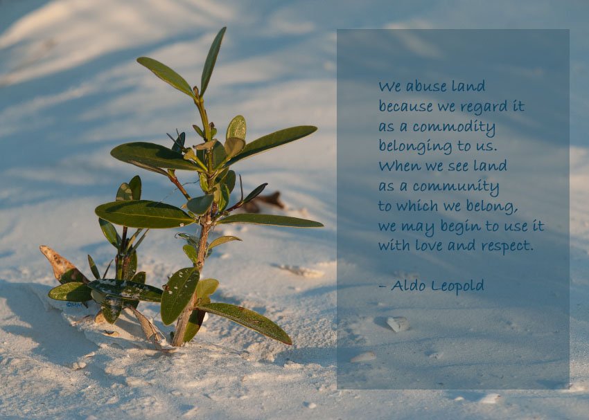 Young mangrove in early morning light, Fort De Soto County Park, Pinellas County, Florida