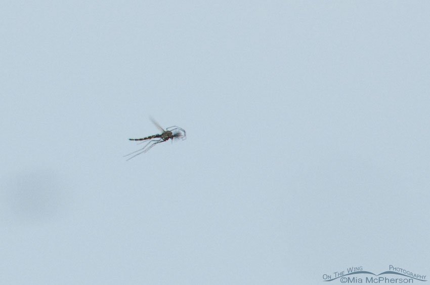 Single midge, Bear River Migratory Bird Refuge, Box Elder County, Utah