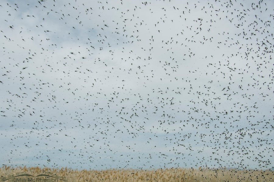 Midge swarm outside of my Jeep, Bear River Migratory Bird Refuge, Box Elder County, Utah