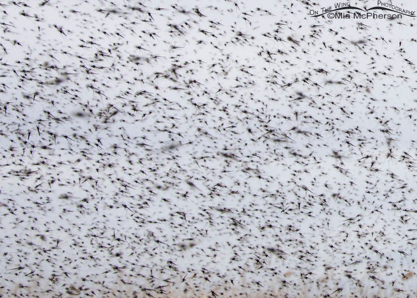 Close up view of a midge swarm, Bear River Migratory Bird Refuge, Box Elder County, Utah