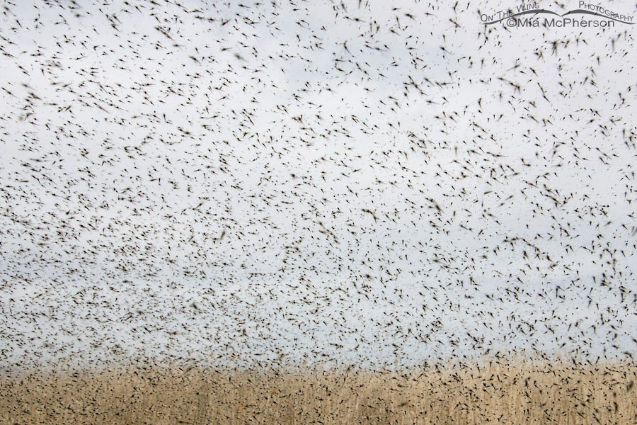 Thick swarm of midges out side my driver's side window, Bear River Migratory Bird Refuge, Box Elder County, Utah