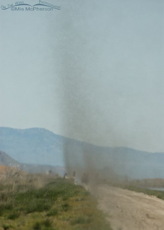 Midge tornadoes, Bear River Migratory Bird Refuge, Box Elder County, Utah