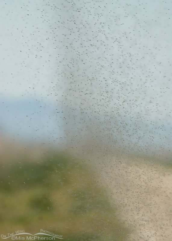 Midge nado, Bear River Migratory Bird Refuge, Box Elder County, Utah