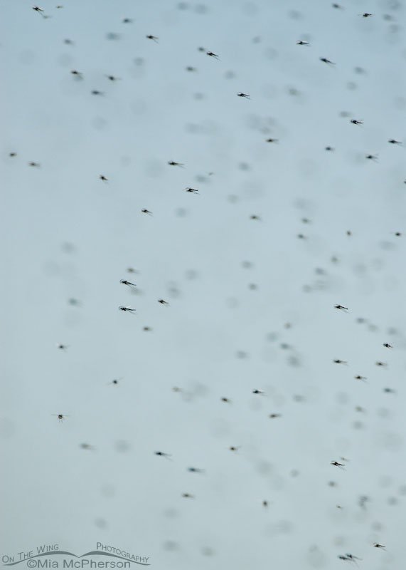 Midges in flight in a marsh, Bear River Migratory Bird Refuge, Box Elder County, Utah