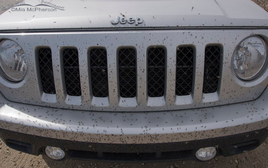 Midges on the front of my Jeep, Bear River Migratory Bird Refuge, Box Elder County, Utah