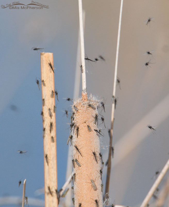 Midges on cattails, Bear River Migratory Bird Refuge, Box Elder County, Utah