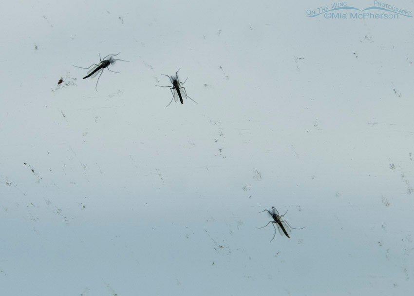 Three midges on my windshield, Bear River Migratory Bird Refuge, Box Elder County, Utah