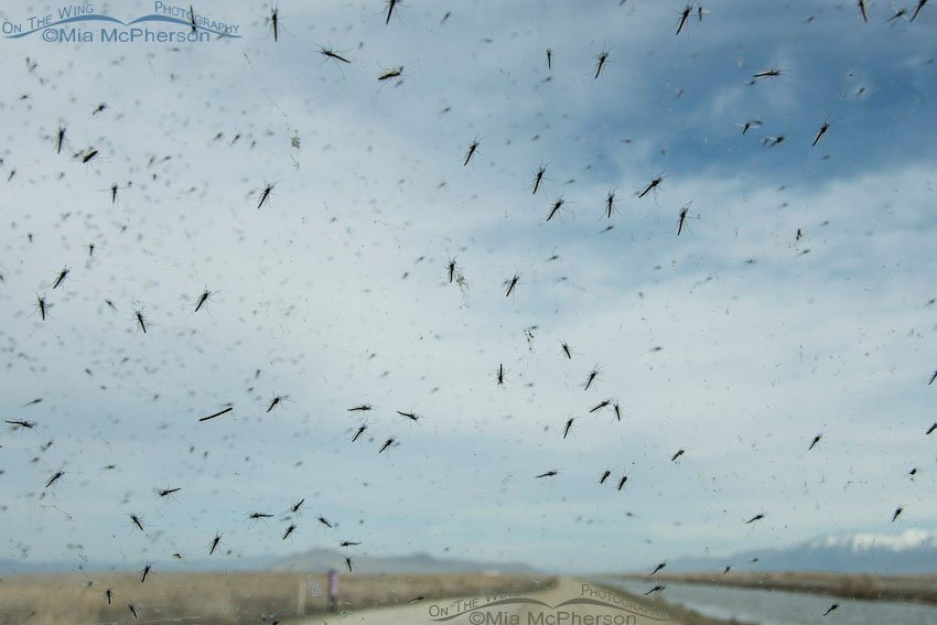 Midges all over my windshield, Bear River Migratory Bird Refuge, Box Elder County, Utah