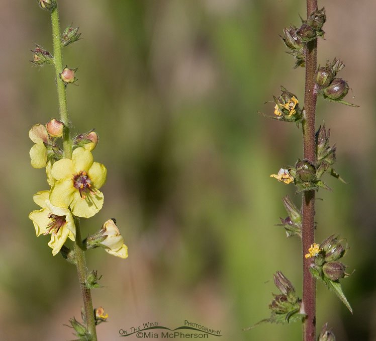 Wand Mullein on Antelope Island State Park, Davis County, Utah