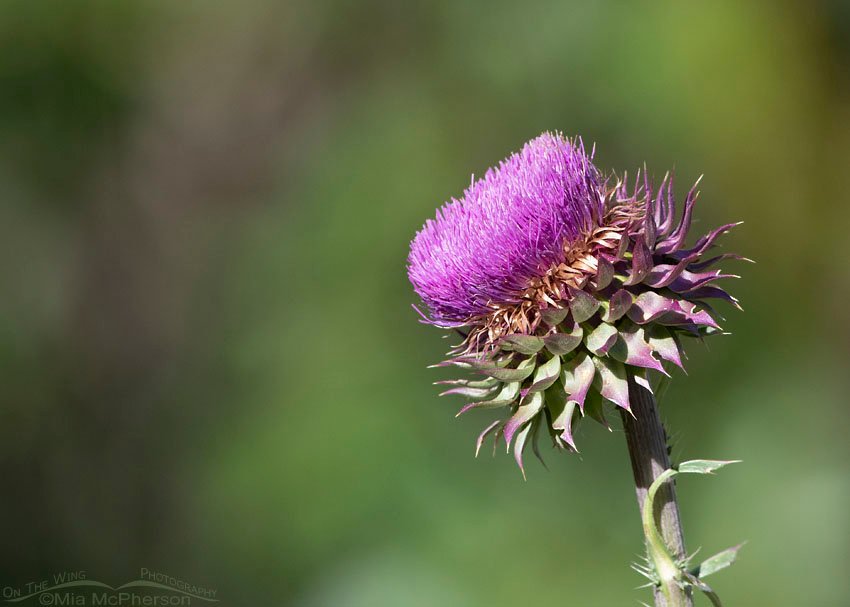 Musk Thistle in morning light, Wasatch Mountains, Summit County, Utah
