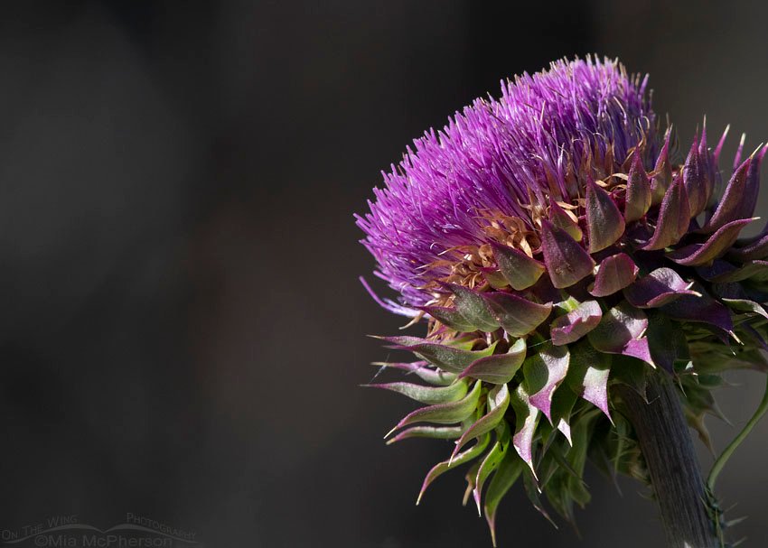 Musk Thistle with dark background, Little Emigration Canyon, Summit County, Utah